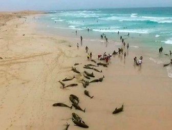 На западе Африки на пляж выбросились более 130 дельфинов