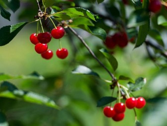 Готовим хороший урожай вишни уже осенью: эффективные советы от опытных дачников