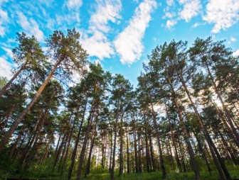 Надзор за исполнением законодательства о воспроизводстве леса