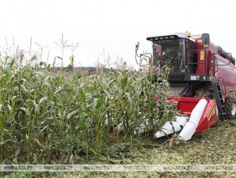 В Беларуси убрана почти половина площадей кукурузы