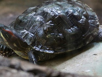 Умерла самая древняя черепаха в мире – ей было 344 года