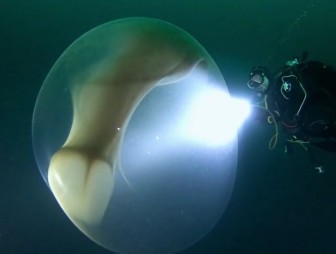 Необычайно редкое явление запечатлели в Северно Ледовитом океане