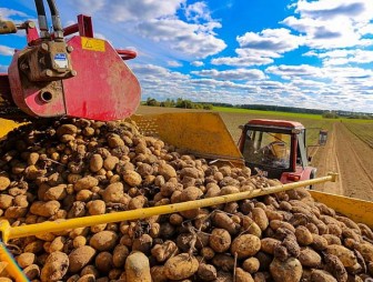 В Беларуси убрано более 90% площадей картофеля
