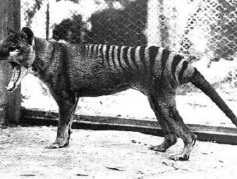 В Австралии встретили животное, которое вымерло 80 лет назад