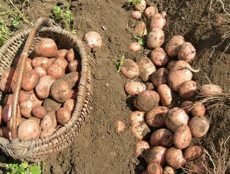 В Беларуси убран картофель