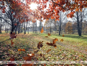 Сильный ветер ожидается в Беларуси 3 ноября