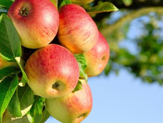 5 причин, почему есть яблоки полезно каждый день