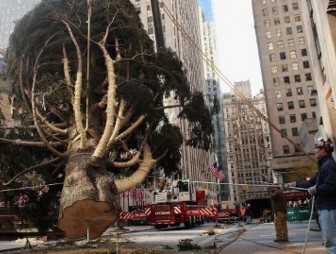 В Нью-Йорке установили живую рождественскую елку высотой 23 м