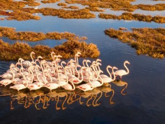 ФОТОФАКТ: Фламинго зимой - завораживающее зрелище на западе Турции