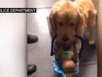 В США полицейская собака попалась на воровстве игрушек