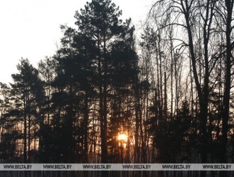 Туман и до +7°С ожидается в Беларуси 25 декабря