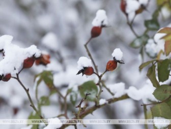 Заморозки и мокрый снег ожидаются в Беларуси в последние дни 2019 года