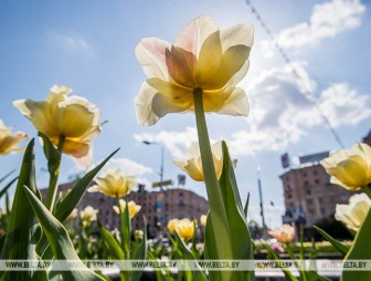 До +27°С ожидается в Беларуси 11 мая