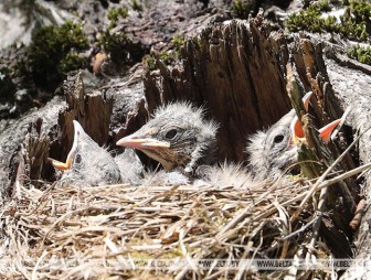В АПБ рассказали, почему нельзя трогать птенцов, выпавших из гнезда