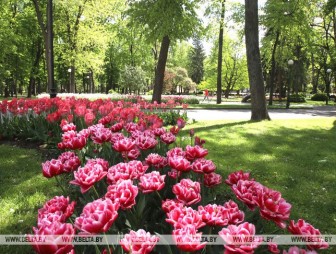 До +19°С ожидается в Беларуси 17 мая
