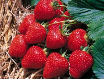 Очень вкусная ягода. Какие самые урожайные и лучшие сорта клубники?