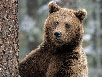 Медвежата играли с фотоловушкой и помогли запечатлеть редких животных
