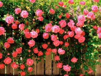 Почему роза теряет листья? Правильный и эффективный уход за цветами в саду