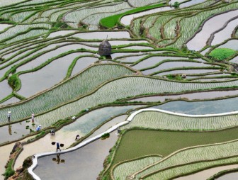 ФОТОФАКТ: Террасные рисовые поля в Китае