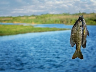 Где и как можно ловить рыбу в Мостовском и Щучинском районах