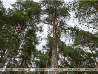 Ограничения на посещение лесов сняты на всей территории Беларуси