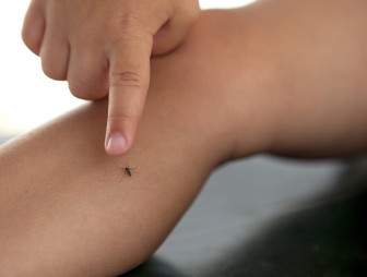 Названы простые способы защититься от комаров без химии