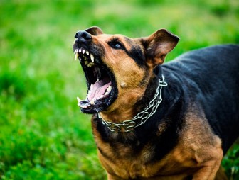 Почему собаки нападают, и что делать, если животное хочет напасть?