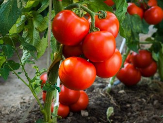 «Лечебник» для томата, картофеля и лука. Как защитить культуры от фитофтороза и пероноспороза?