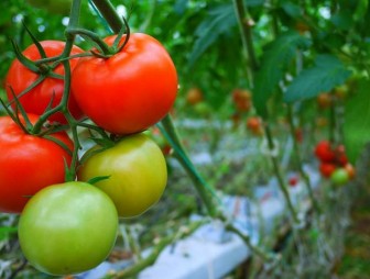 Вопрос специалисту: почему плоды томатов опадают, даже не созрев?