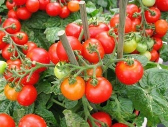 Как продлить «томатный» сезон? Простые правила