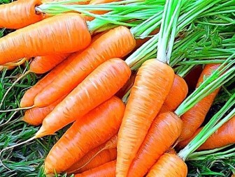 Когда и как надо выкапывать морковь?