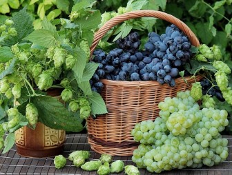 Как выбрать безопасный и полезный виноград: рассказывает специалист