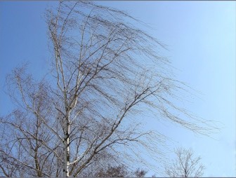 Порывистый ветер и до +14°С ожидается в Беларуси 26 февраля