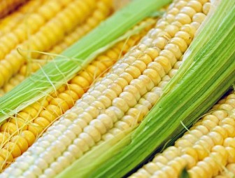 Советы дачникам: как самим вырастить богатый урожай кукурузы в открытом грунте