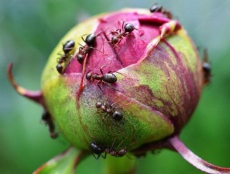 Как избавиться от муравьев на садовом участке