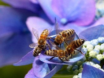 Привлекаем пчел на участок: как и зачем это делать?