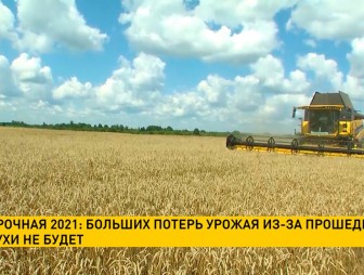 Уборочная-2021: больших потерь урожая из-за прошедшей засухи не будет