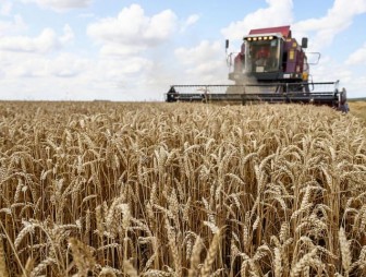 В Беларуси намолочено более 1,5 миллиона тонн зерна