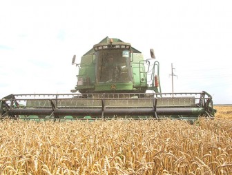 ЗАО «Гудевичи» - в лидерах жатвы по темпам уборки зерновых