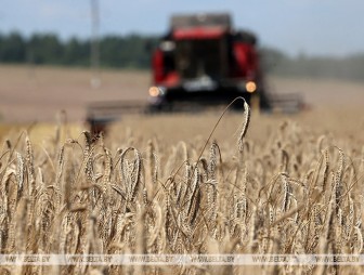 В Беларуси намолочено более 4,1 млн т зерна нового урожая