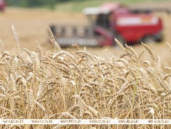 Белорусские аграрии намолотили более 5,3 млн т зерна