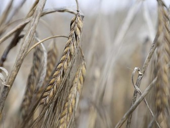 Более 5,6 млн тонн зерна намолочено в Беларуси
