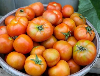 Врач рассказал, как правильно приготовить помидоры, чтобы предотвратить рак