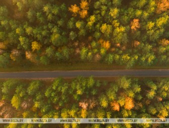 Акция 'Чистый лес' пройдет в Беларуси 9 октября