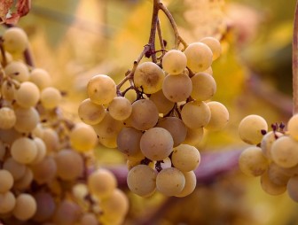 Масса полезных свойств: диетолог рассказала, почему стоит регулярно есть виноград. А вы знали об этих фактах?