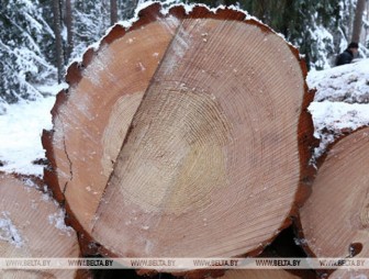 Лесничий из Гродненской области продавал предприятию деловую древесину по заниженным ценам