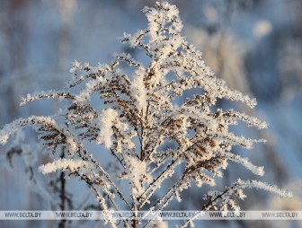 Местами снег ожидается в Беларуси 26 января