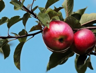 Что будет, если съедать два яблока каждый день, рассказала нутрициолог