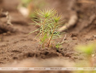 Акция 'Неделя леса' стартует в Беларуси 9 апреля