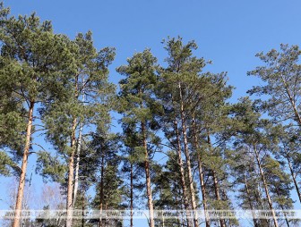Во всех районах Гродненской области ограничено посещение лесов